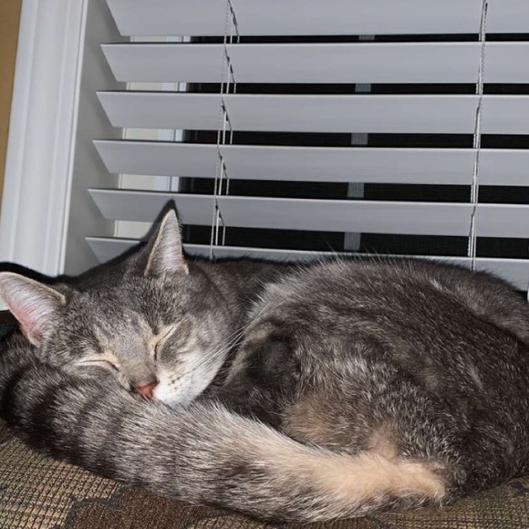 Meet your Posher, Madelaine - Picture 3 of 15